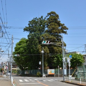 3敵討ちが行われた蔵敷三本杉.jpg