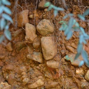 9古多摩川が運んできた芋窪礫層.jpg