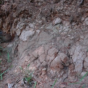 7狭山丘陵の多摩ローム_鹿島台に露出.jpg