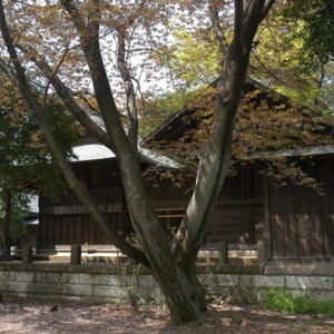 木々に覆われる高木神社.jpg