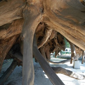樹齢270年の根.jpg